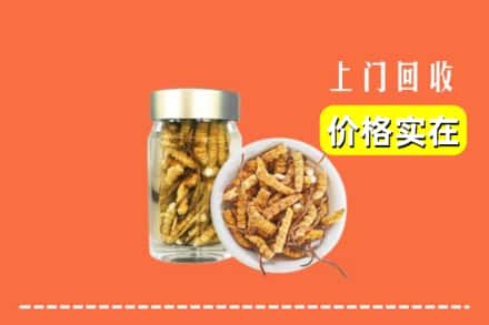乌海市海勃湾回收散虫草