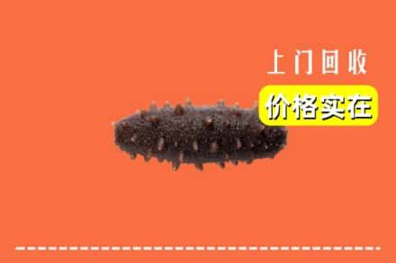 乌海市海勃湾回收海参